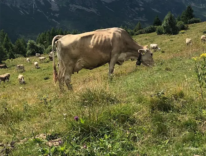 Fattorie didattiche in Val di Sole